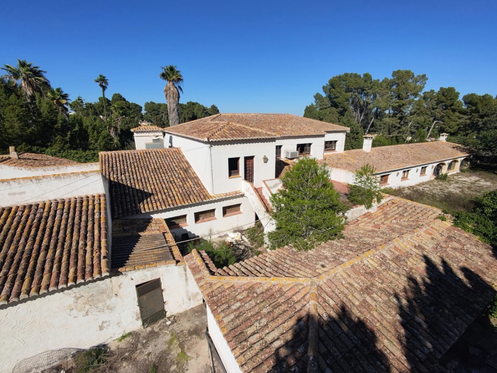 Tejados del Tosalet con palmeras y pinos
